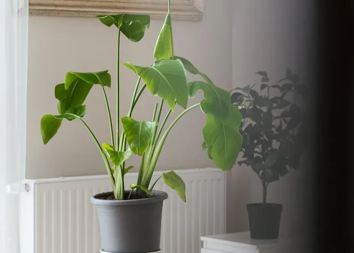 71m2 Superior Z Tarasem, Ogródkiem I Widokiem Na Góry, Zachód Słońca, Parking - - Przyjaciół Ziemi Kłodzkiej, Centrum Kotlina Kłodzka *