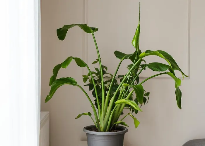 71m2 Superior Z Tarasem, Ogródkiem I Widokiem Na Góry, Zachód Słońca, Parking - - Przyjaciół Ziemi Kłodzkiej, Centrum Kotlina Kłodzka Apartament *